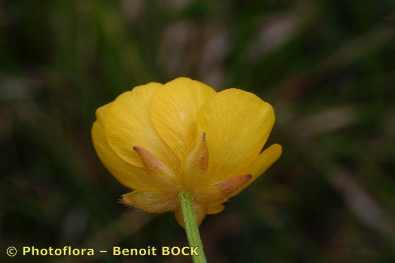 Ranunculus × polyanthemoides flower
