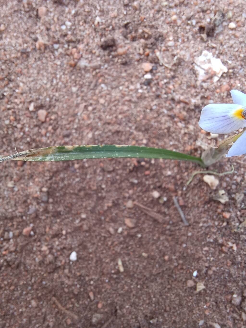 Moraea setifolia — houseplant care guide