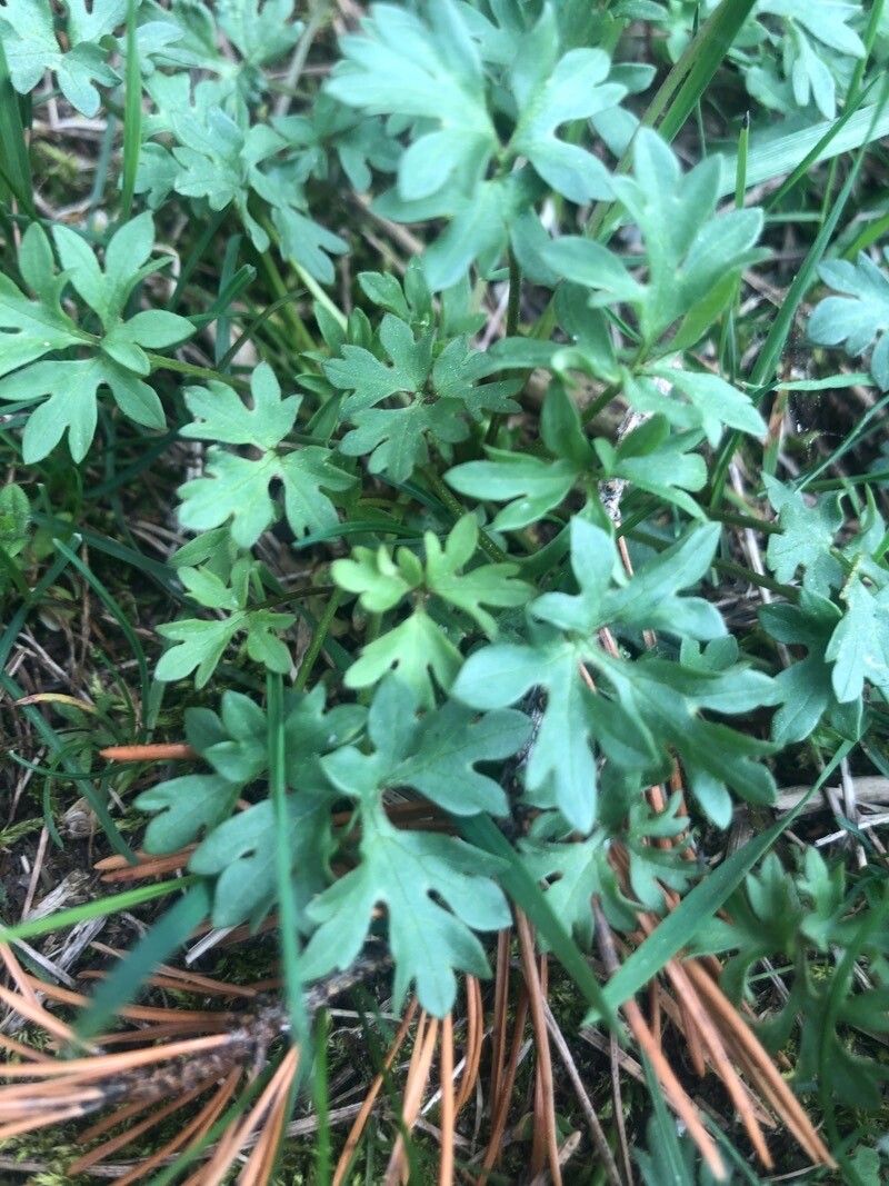 Ranunculus ollissiponensis leaf