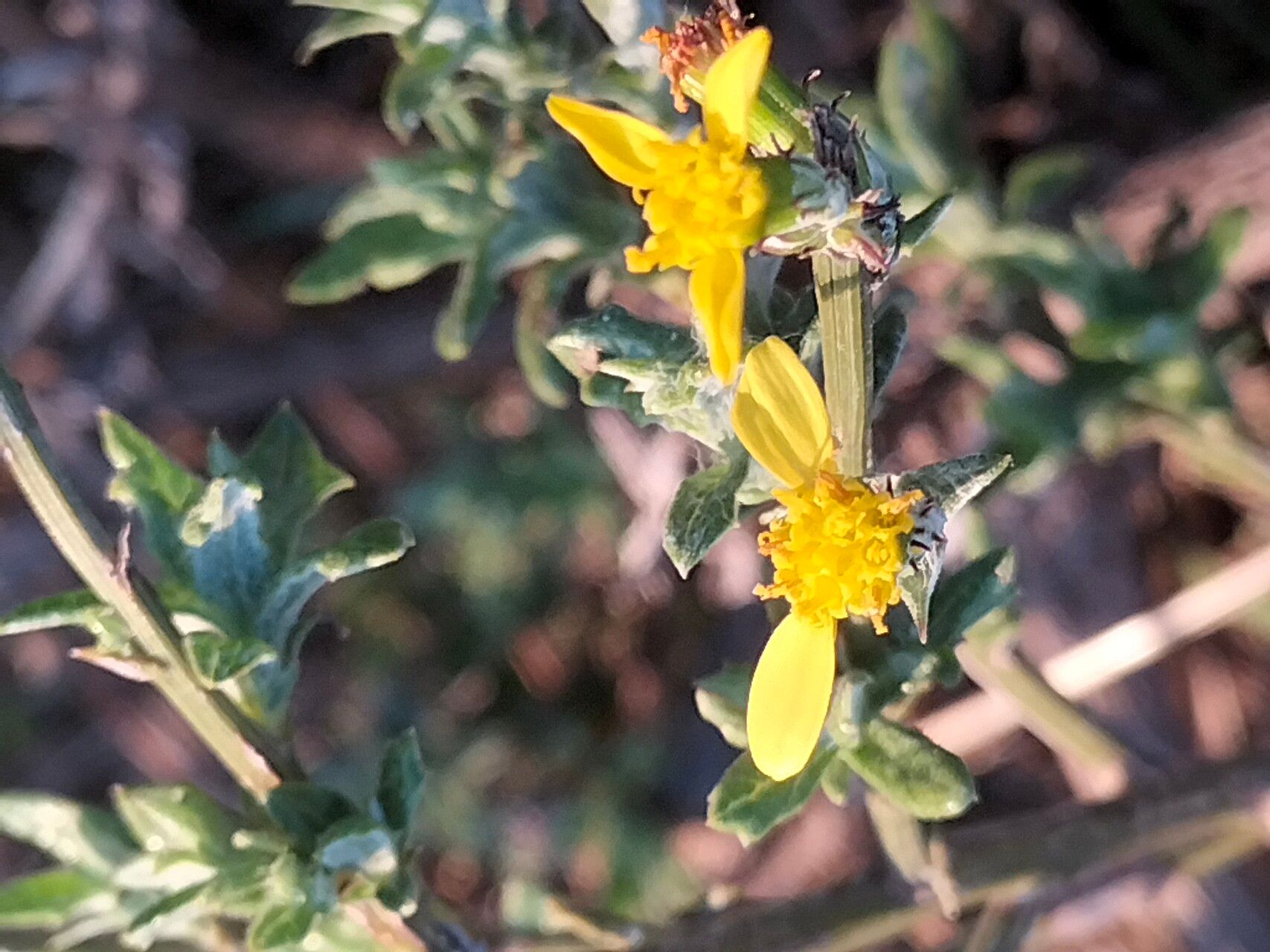 Senecio pubigerus flower