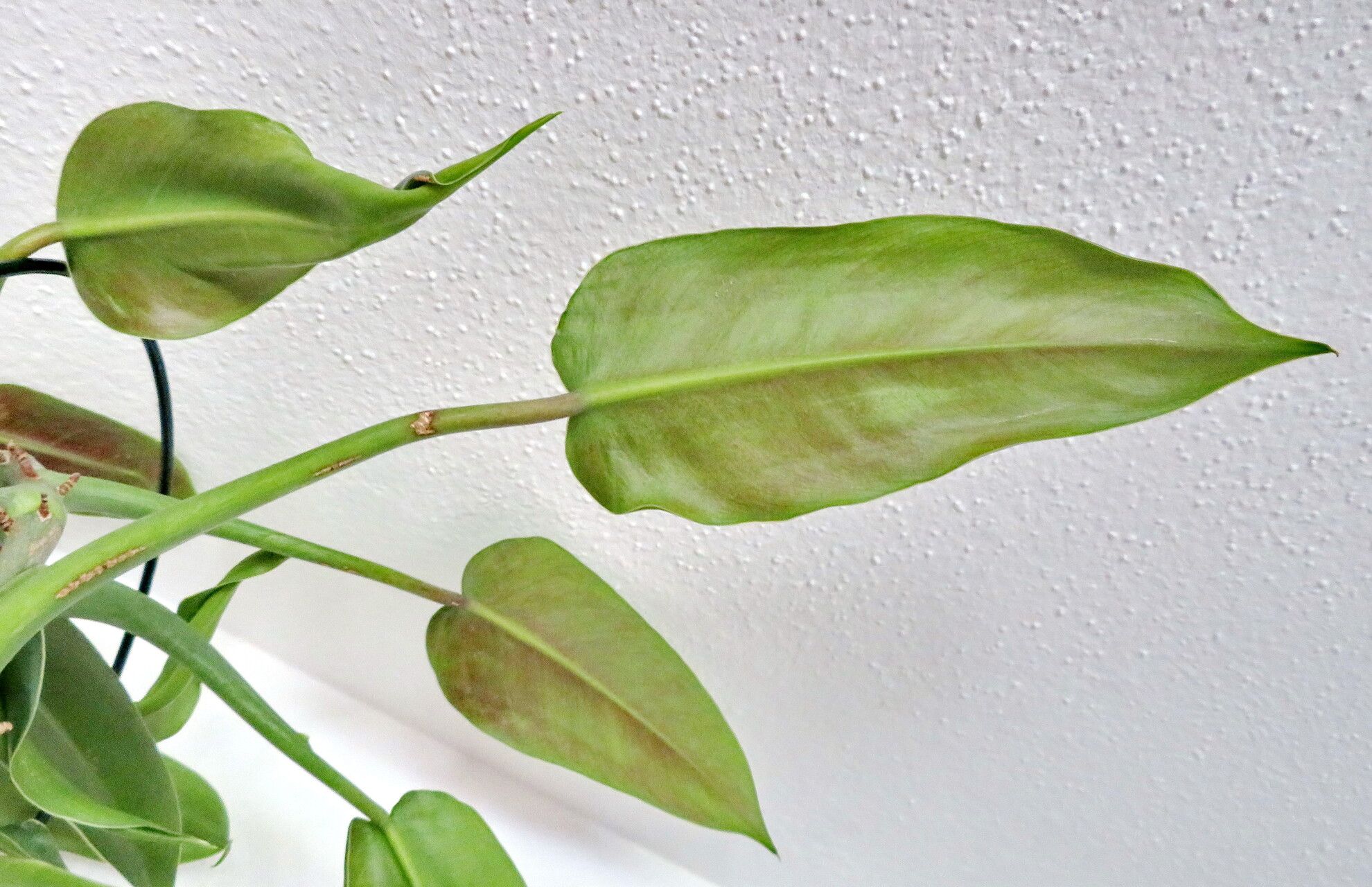Philodendron sagittifolium
