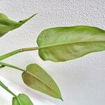 Philodendron sagittifolium