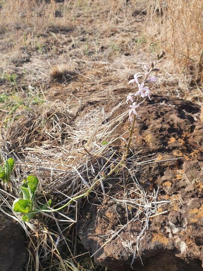 Cyphia glandulifera habit
