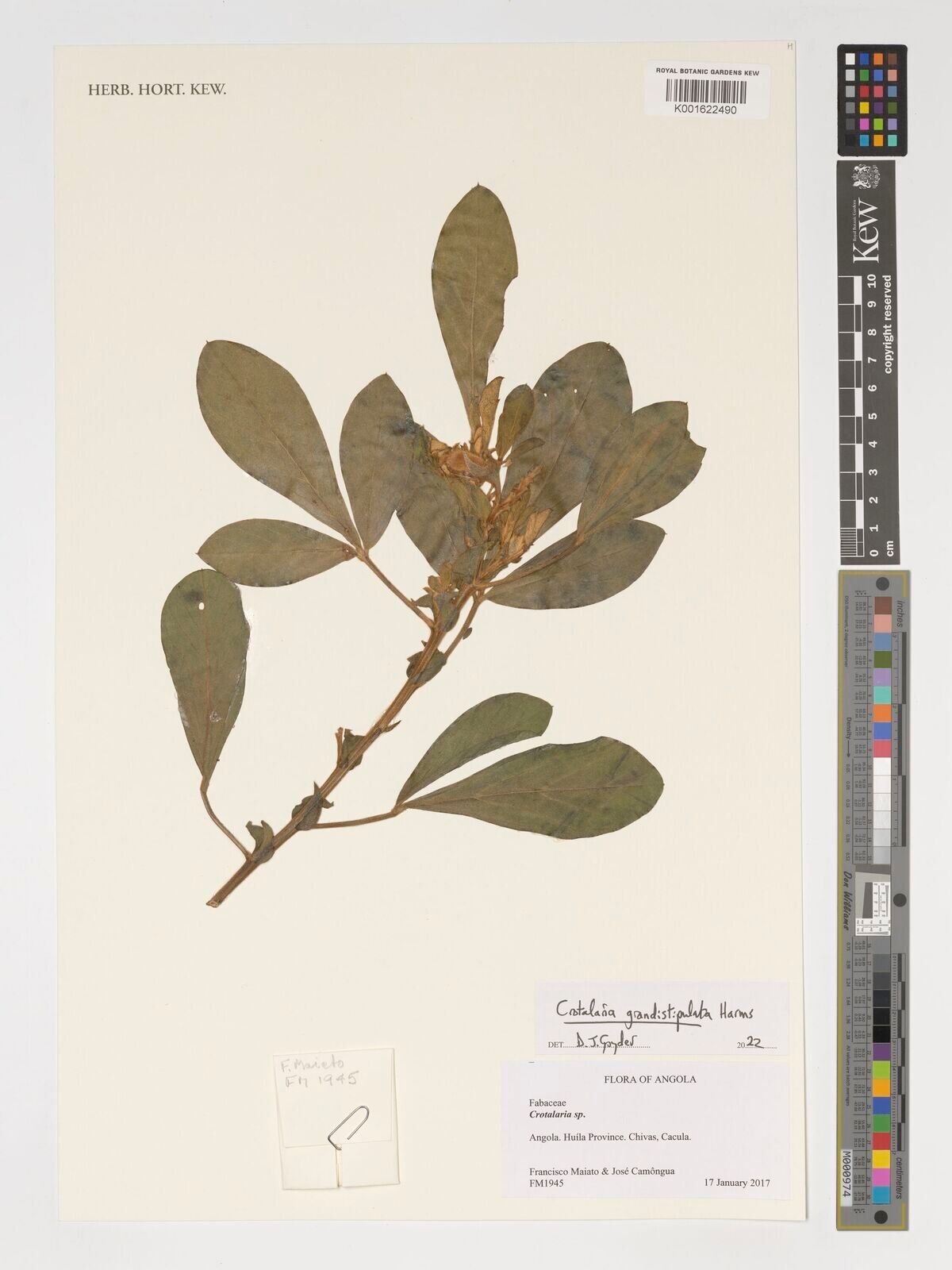 Crotalaria grandistipulata — houseplant care guide