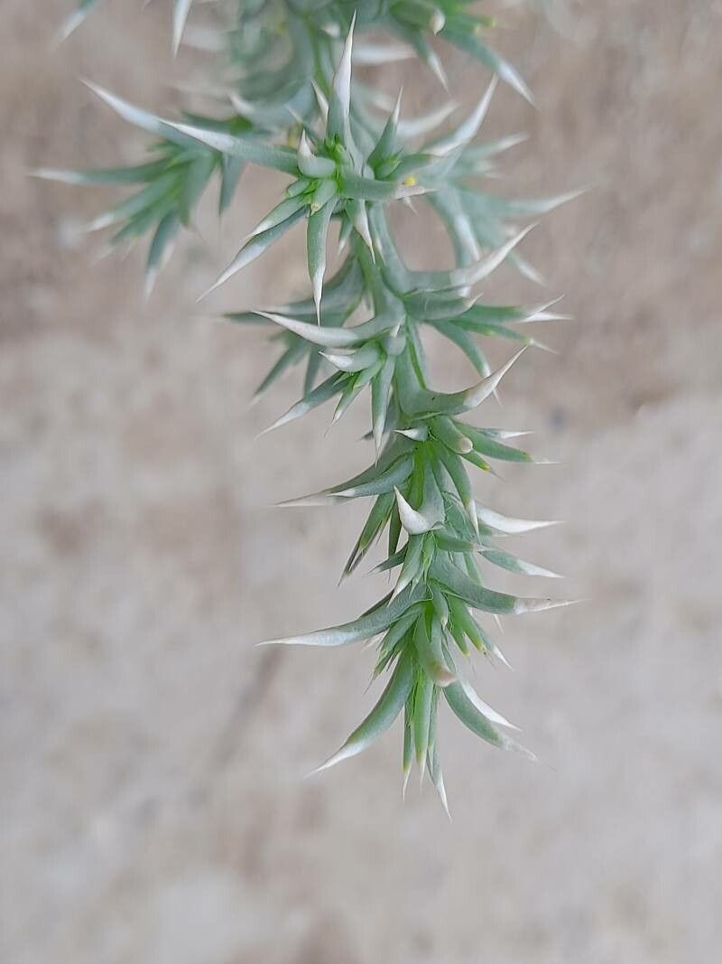 Cornulaca aucheri — related species from the same genus