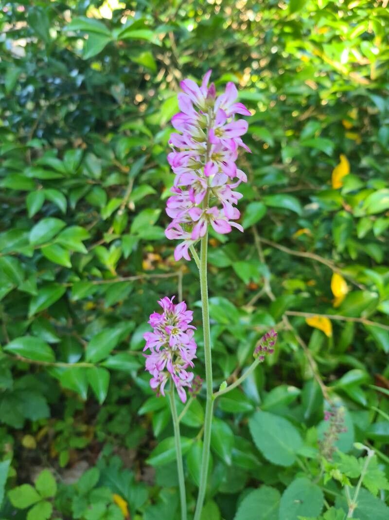 Francoa sonchifolia flower