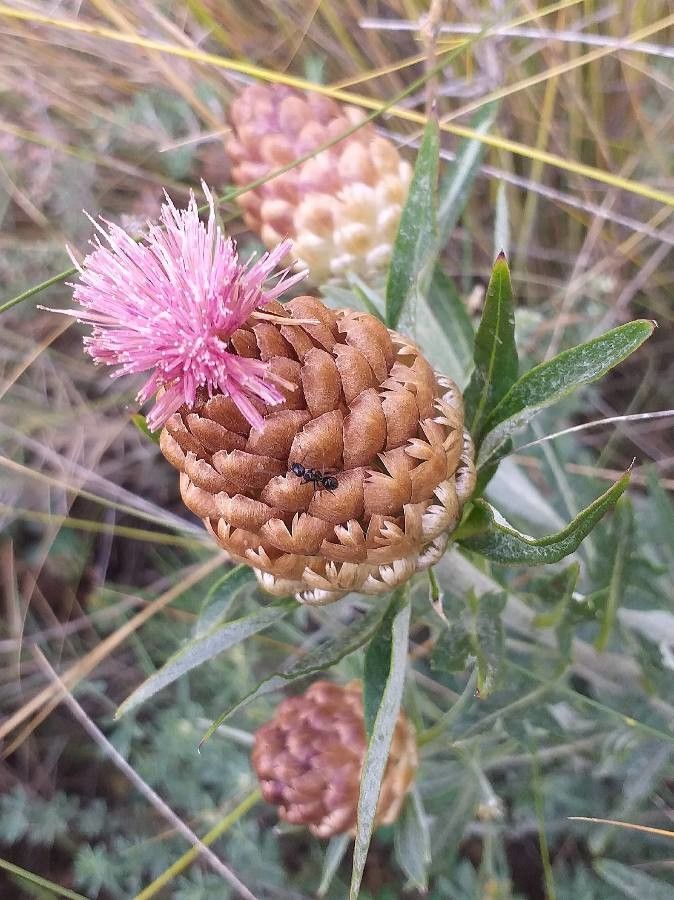 Rhaponticum coniferum flower