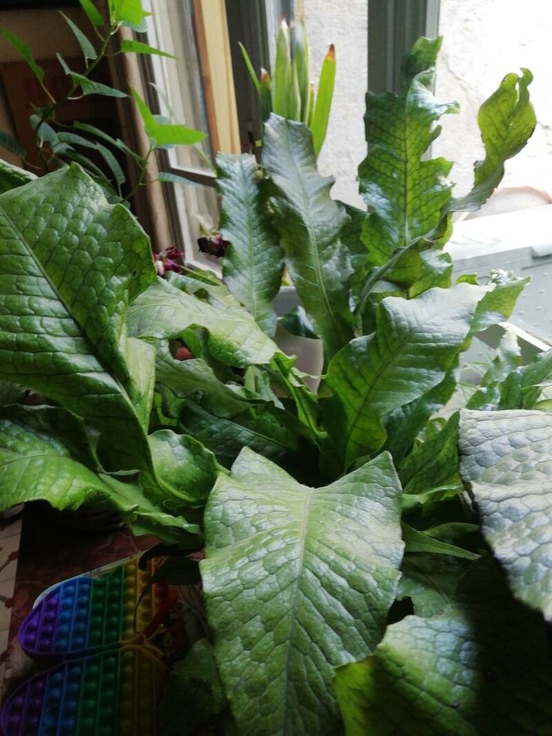 Leptochilus pteropus — search result for 'Thailand'