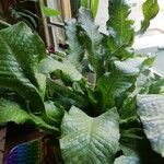 Leptochilus pteropus