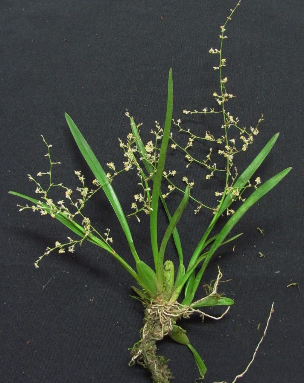 Oncidium integrilabre other