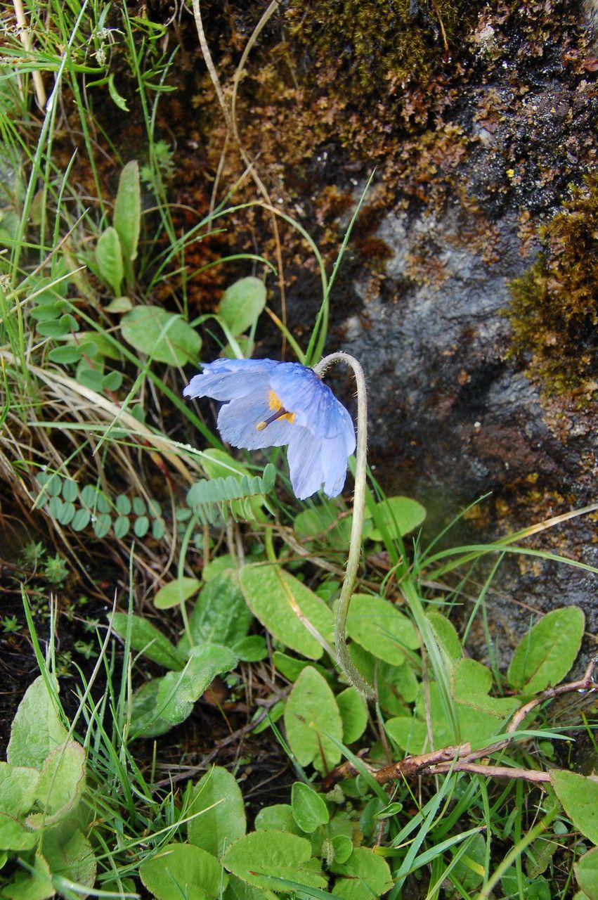 Meconopsis primulina habit