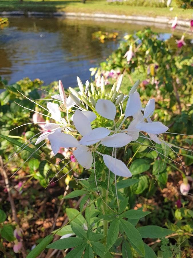 Cleoserrata speciosa flower