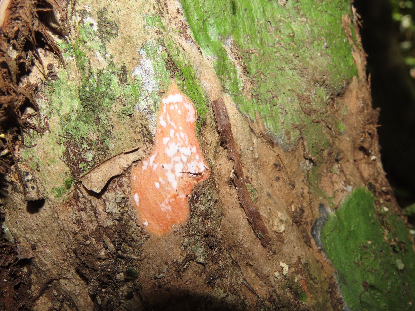 Chrysophyllum brenesii bark