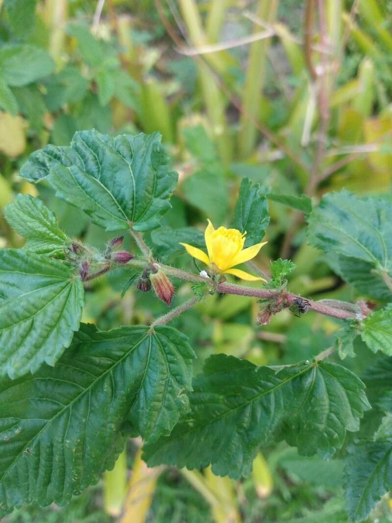 Corchorus aestuans flower