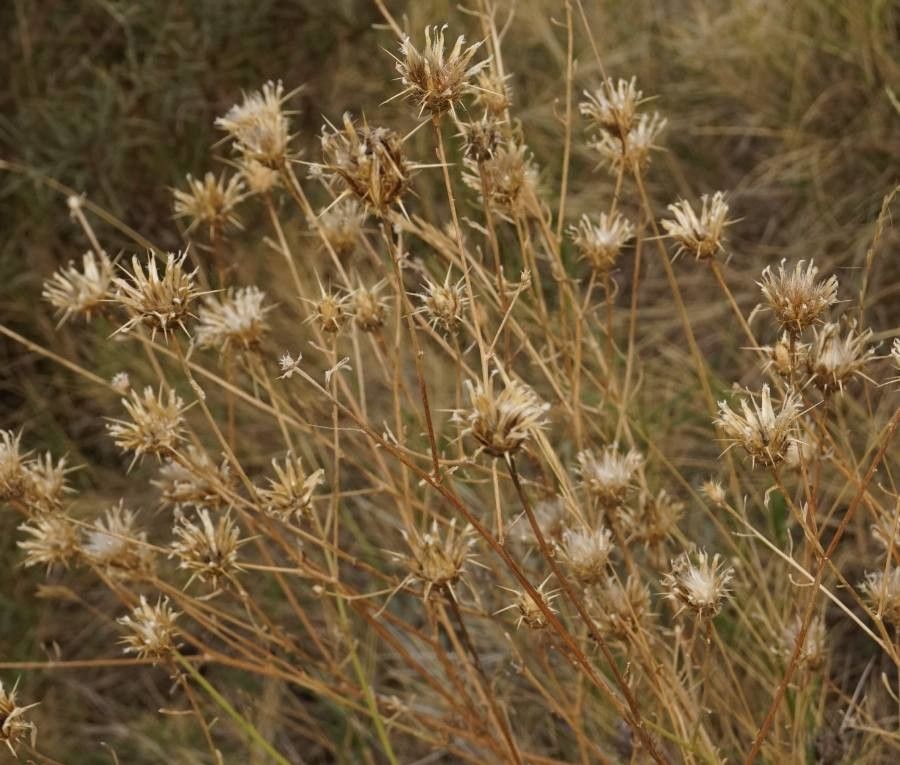 Centaurea melitensis fruit