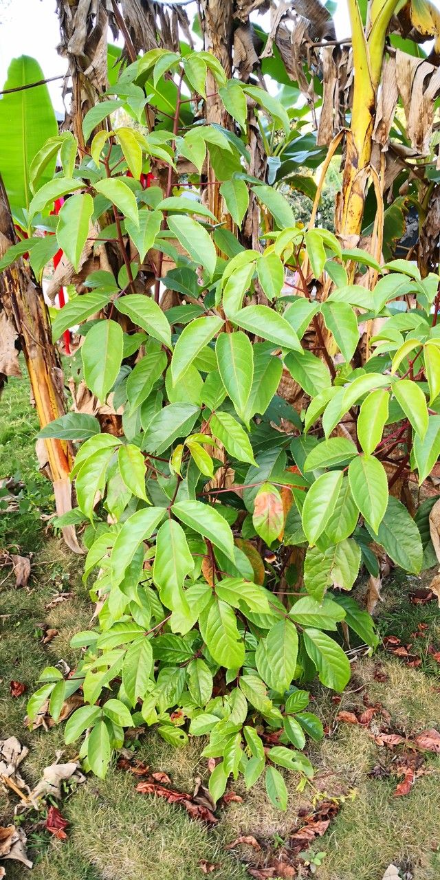Bischofia polycarpa habit