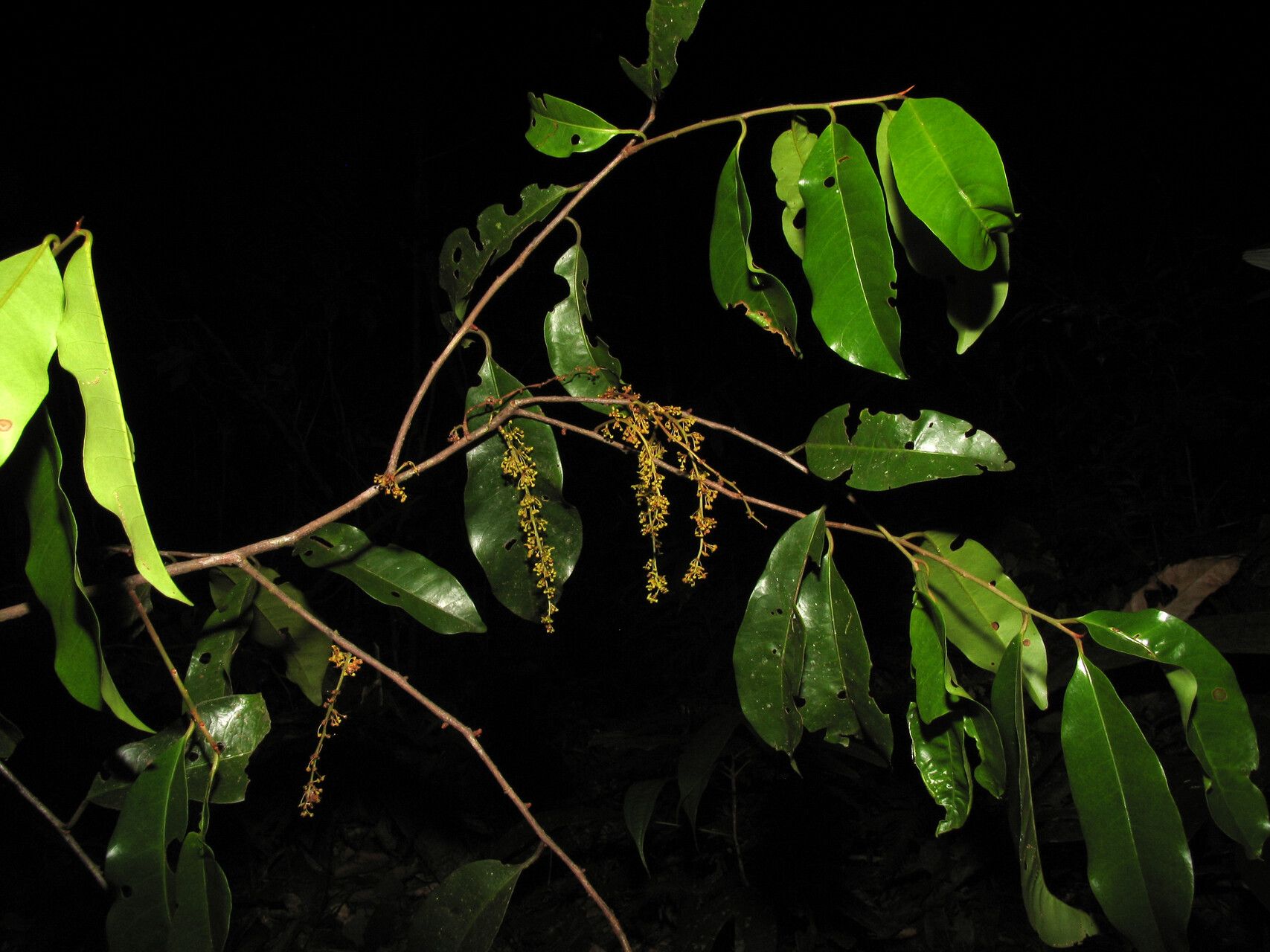 Iryanthera tessmannii — houseplant care guide