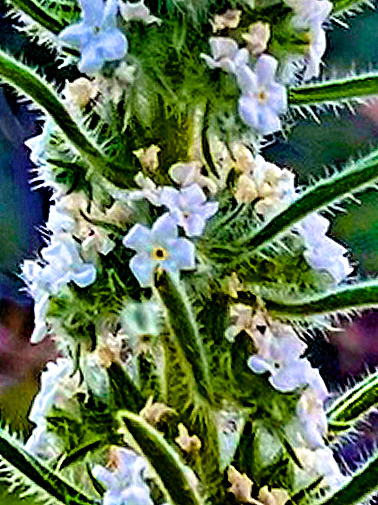 Oreocarya virgata flower