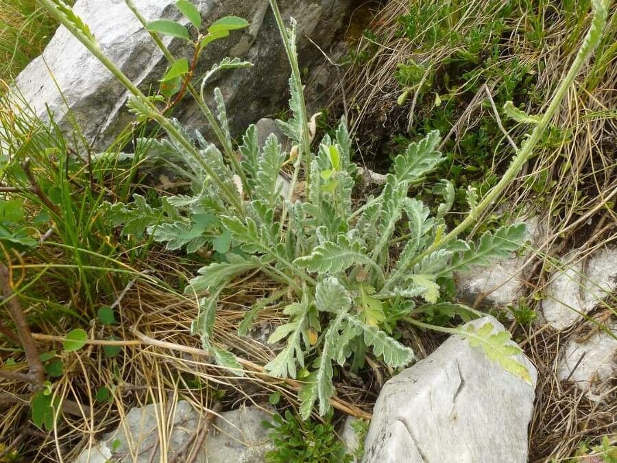 Achillea holosericea — search result for 'Achillea'