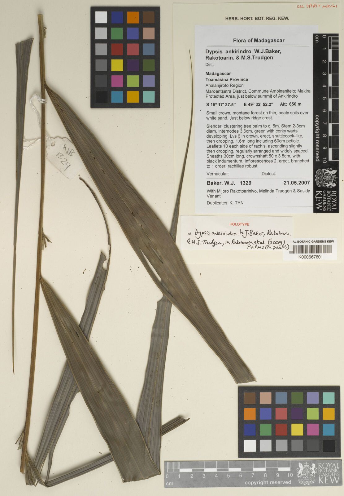 Dypsis ankirindro other