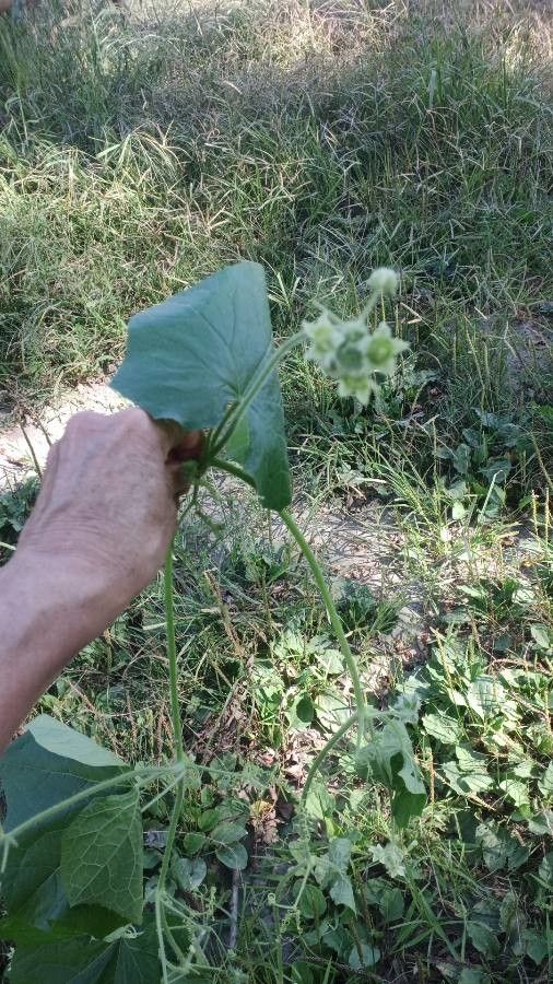 Sicyos angulata flower