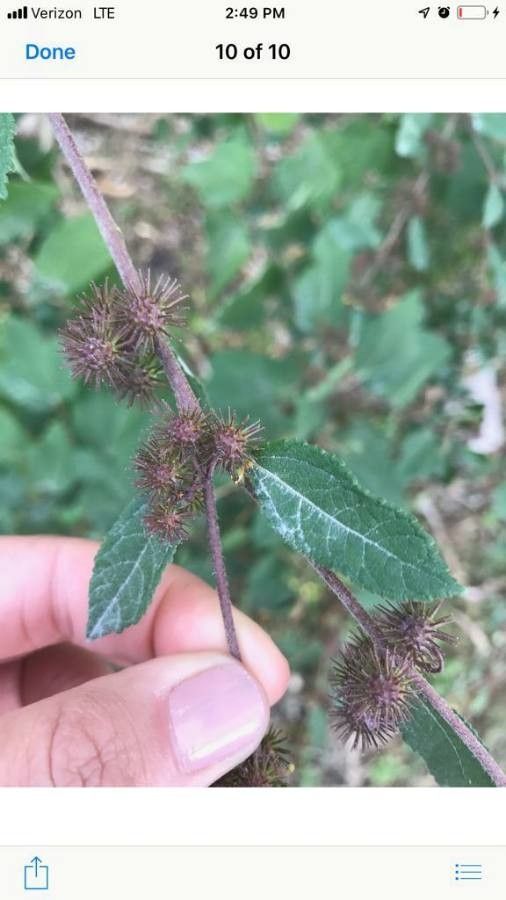 Triumfetta lappula — houseplant care guide