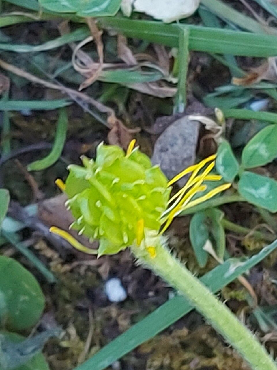 Ranunculus lanuginosus fruit