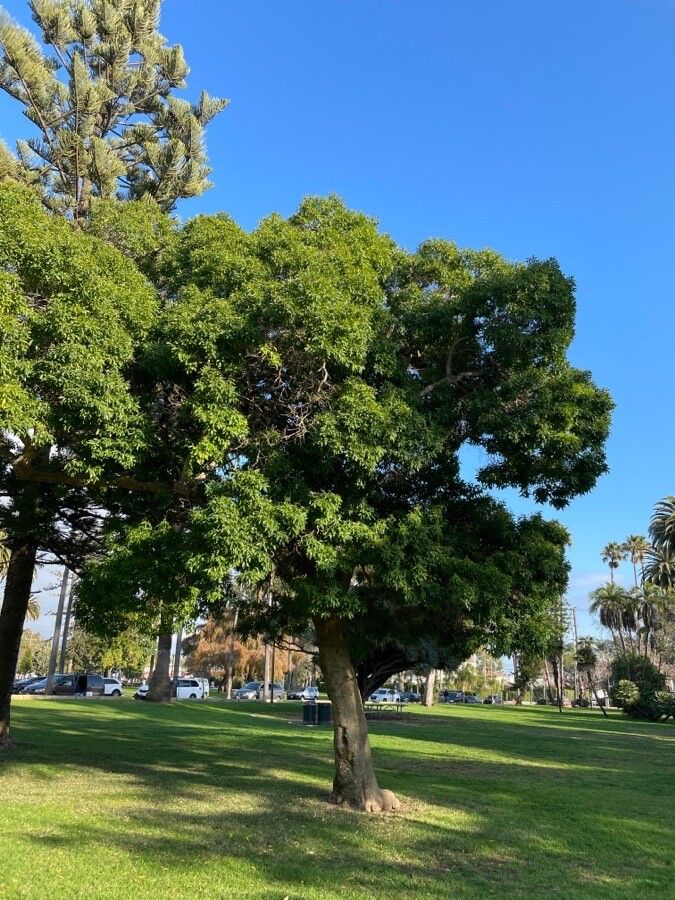 Vepris lanceolata habit