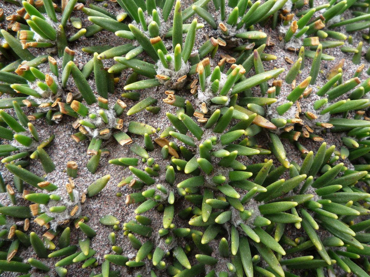 Xenophyllum rigidum leaf