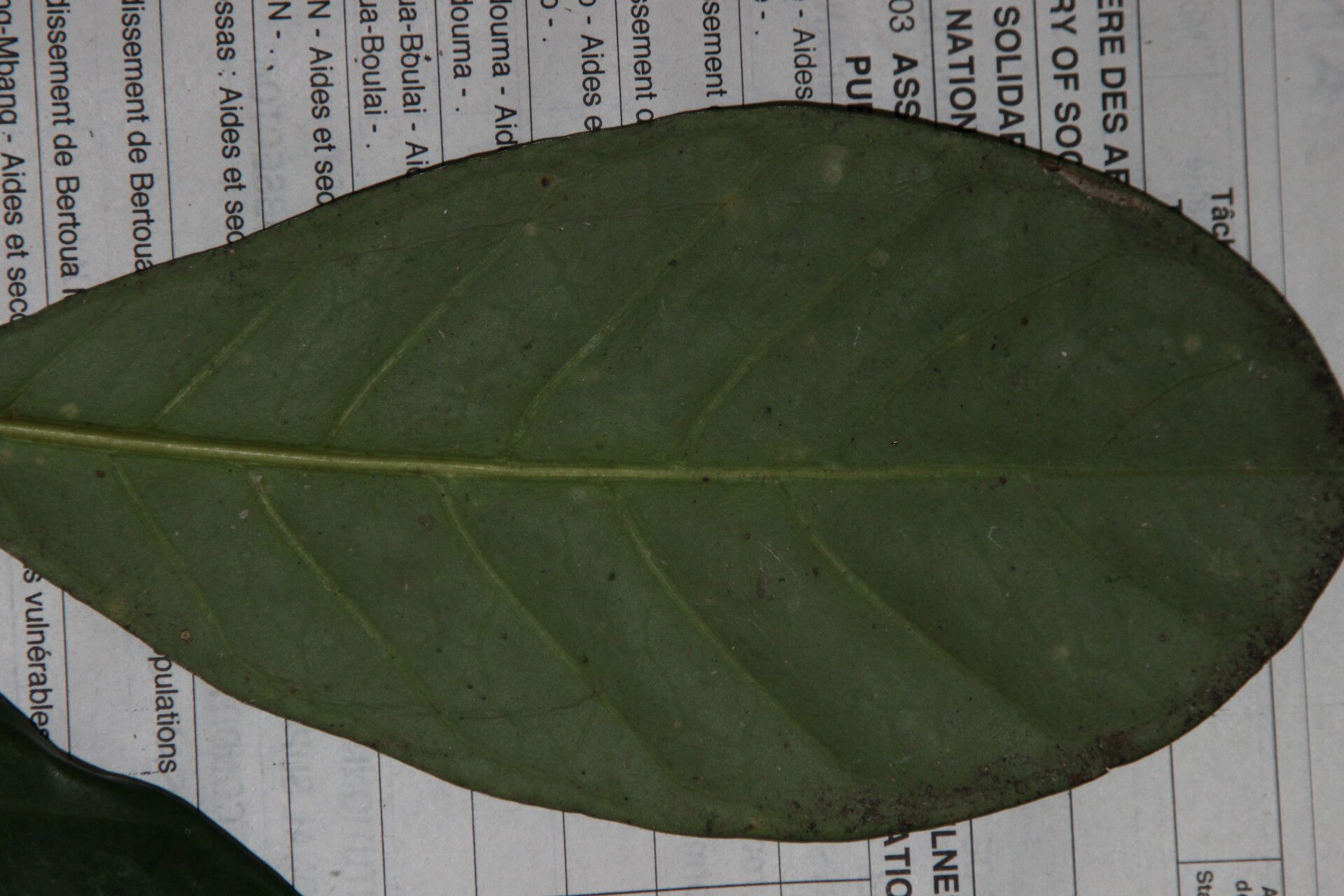 Chassalia corallifera — houseplant care guide