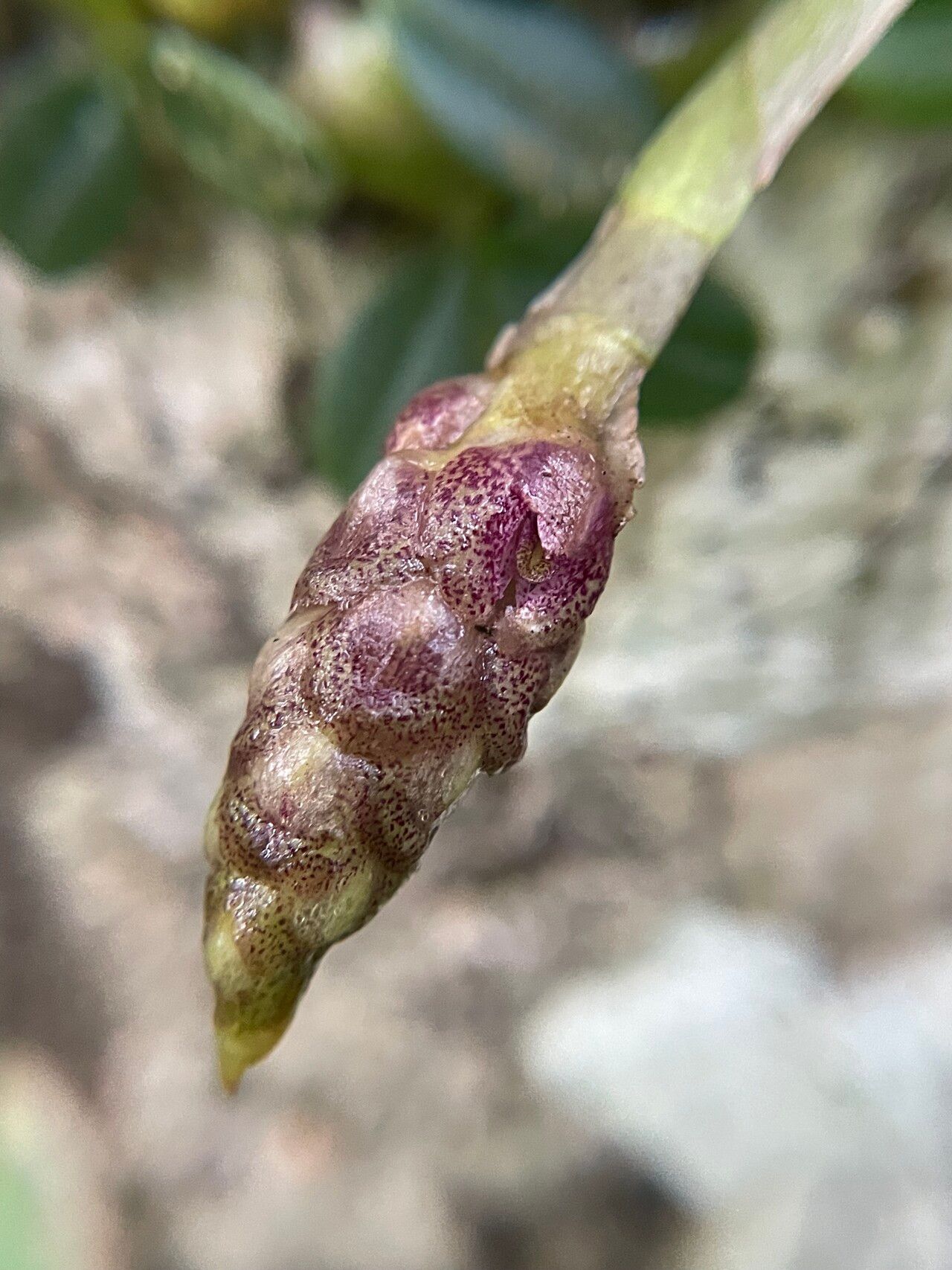 Bulbophyllum peyrotii flower