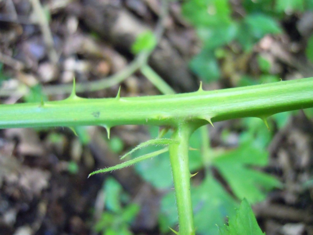 Rubus micans bark