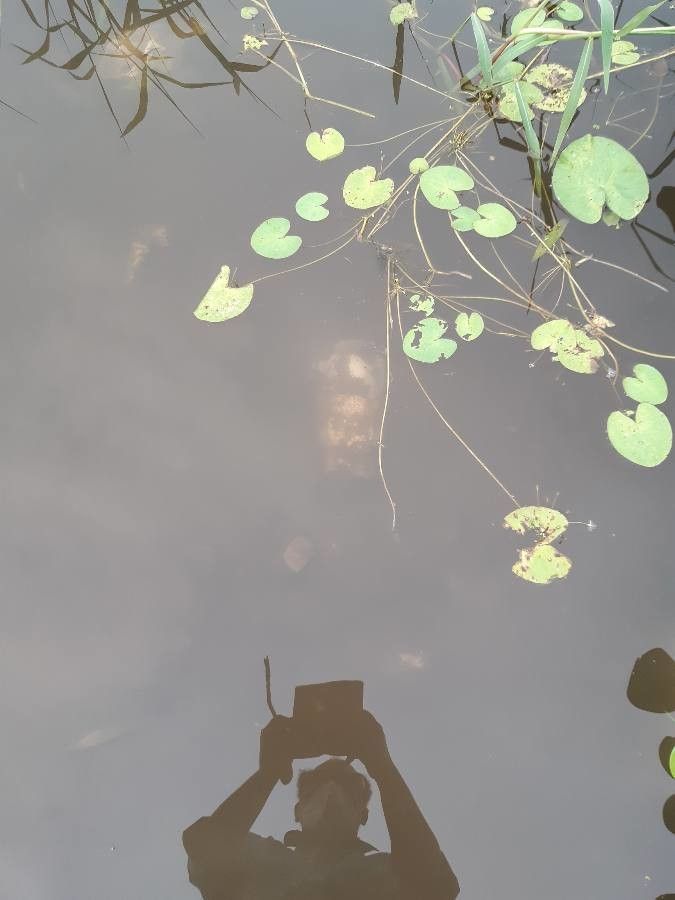 Nymphoides hydrophylla — houseplant care guide