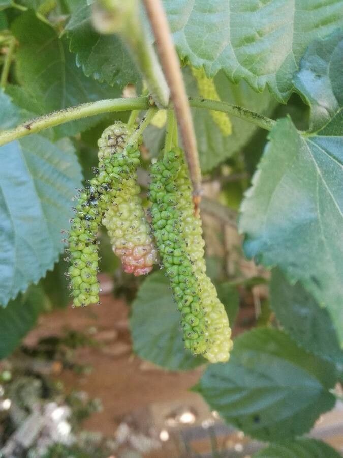 Morus macroura fruit