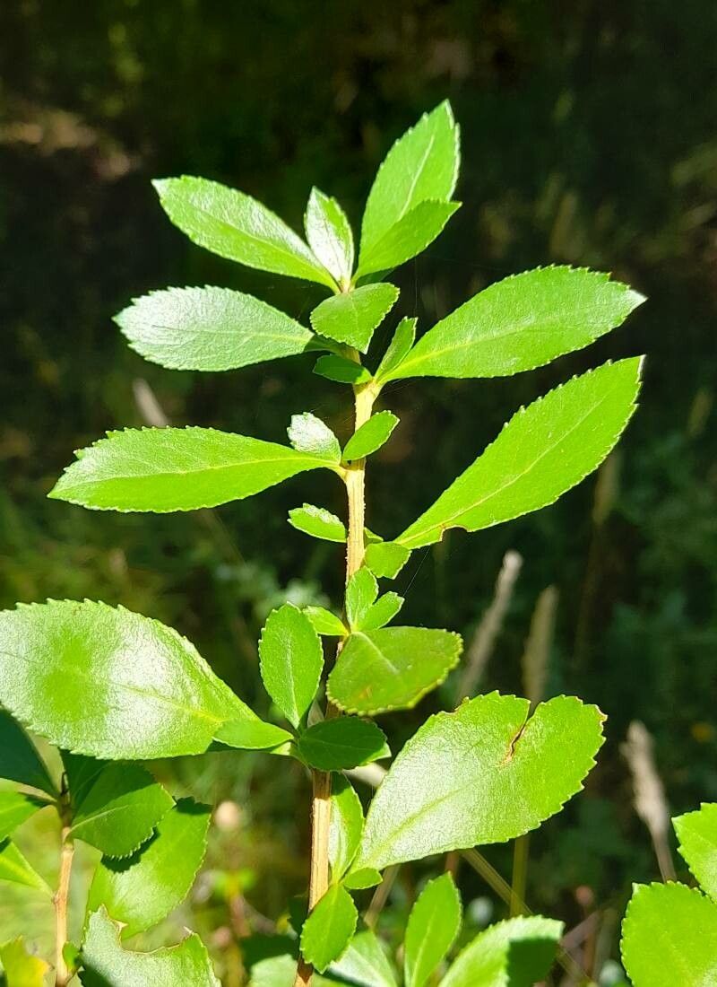 Escallonia leucantha — search result for 'Escallonia'
