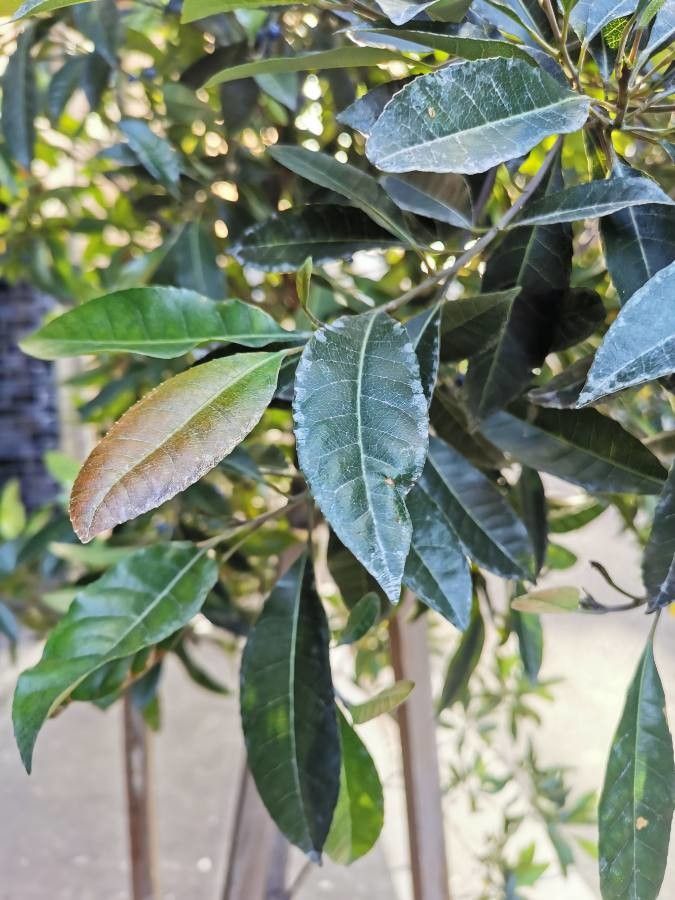 Elaeocarpus reticulatus — search result for 'Elaeocarpaceae'