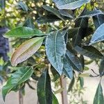 Elaeocarpus reticulatus