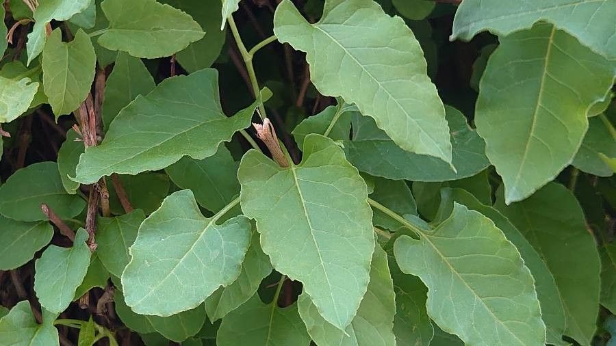 Fallopia baldschuanica