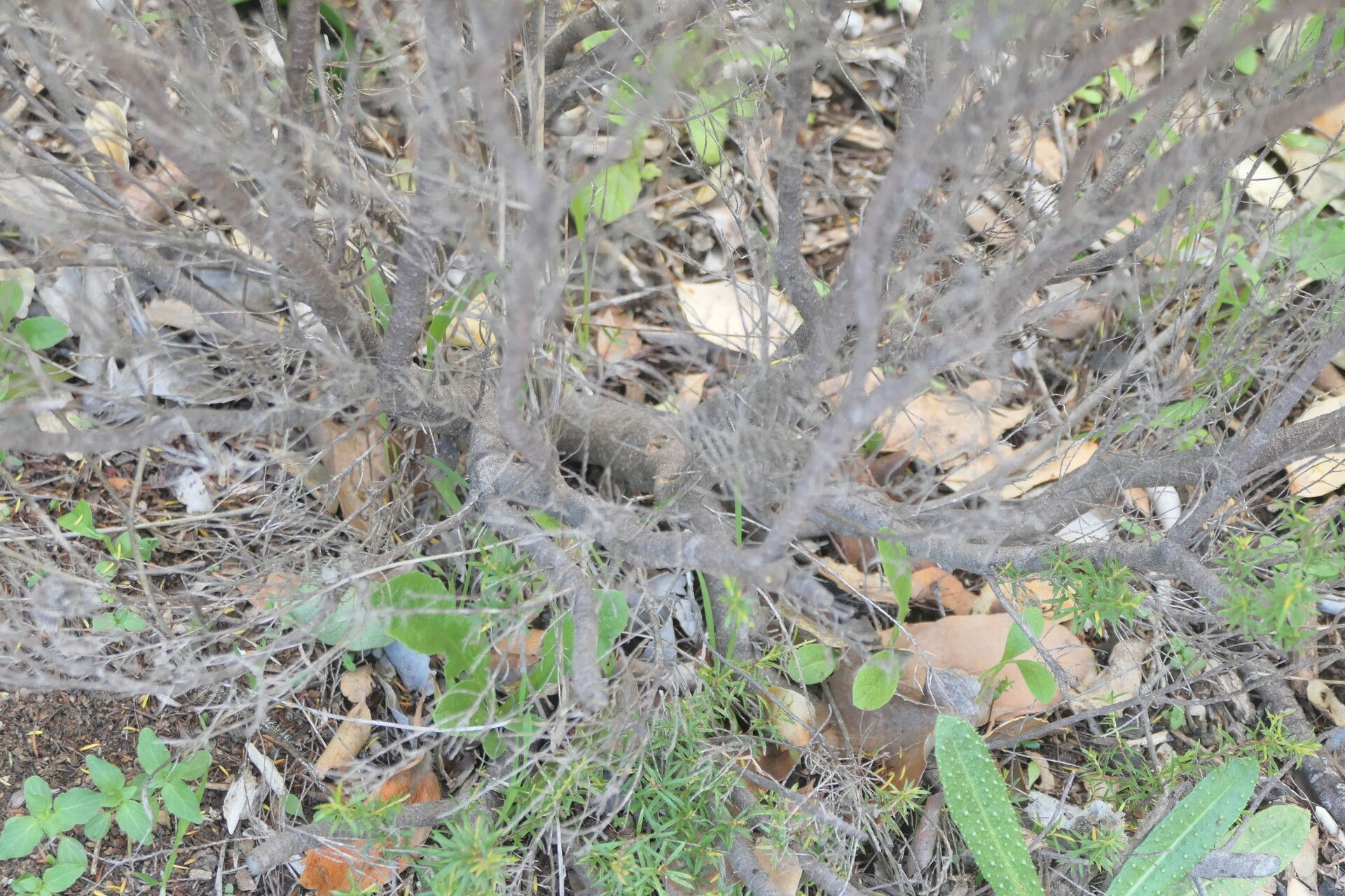 Coleonema album bark