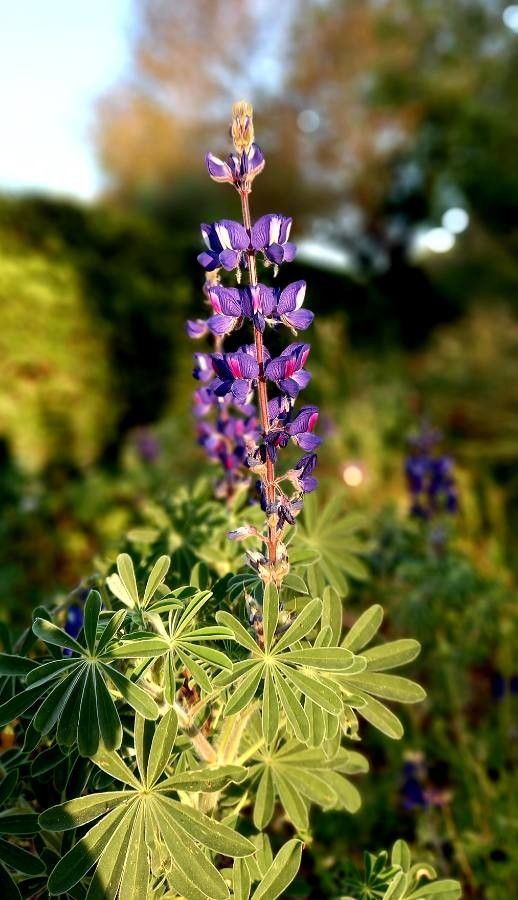 Lupinus pilosus flower