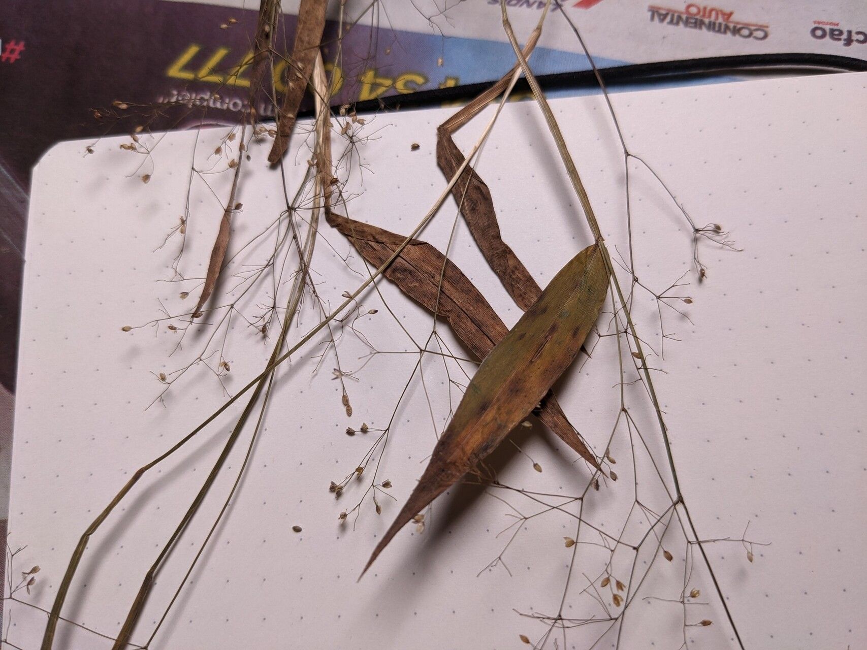 Panicum flacourtii — houseplant care guide