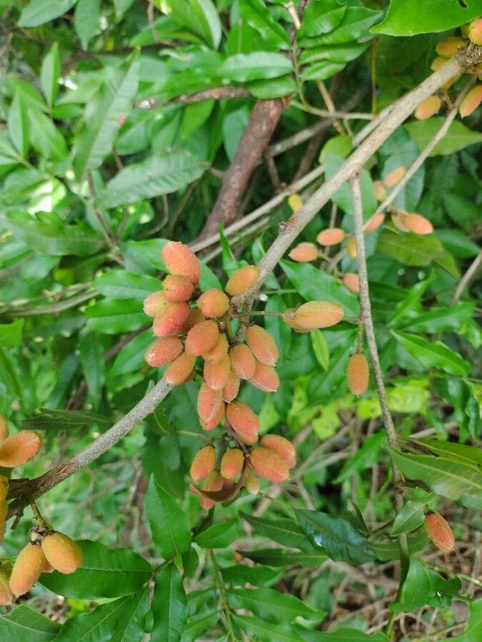 Trichilia catigua fruit