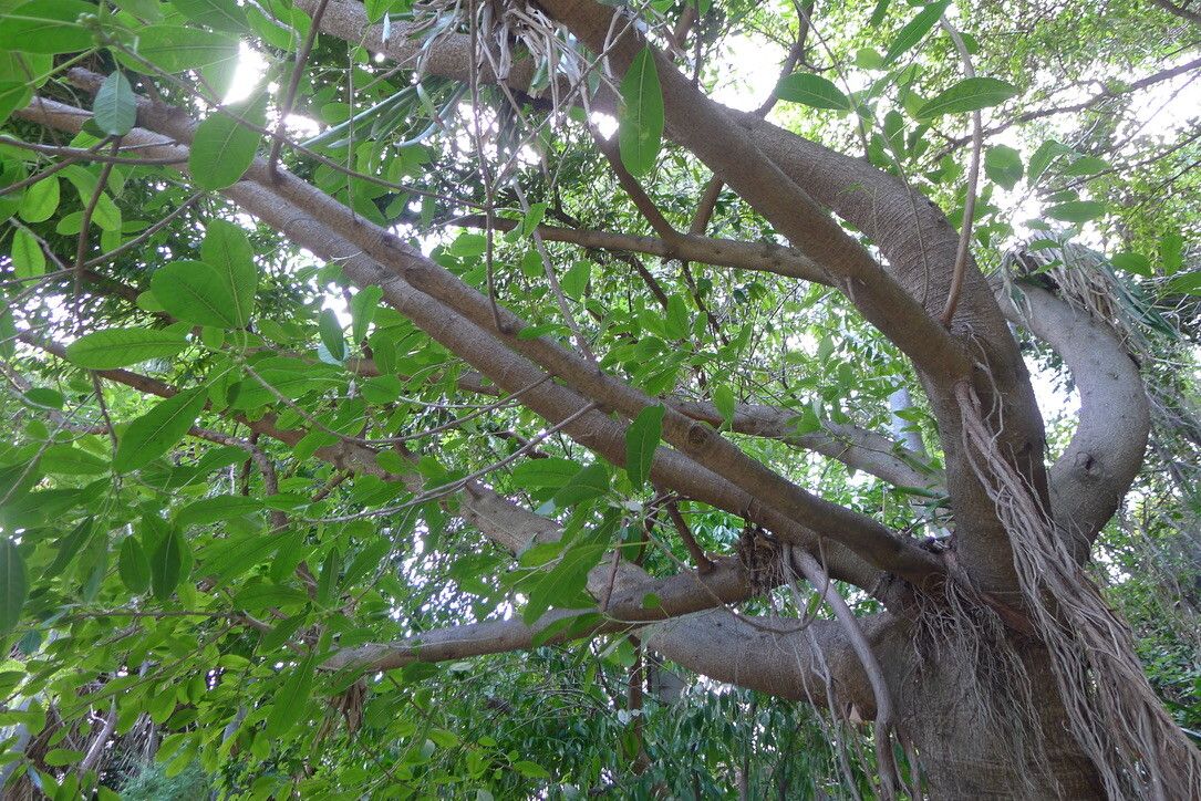 Ficus subtrinervia — houseplant care guide