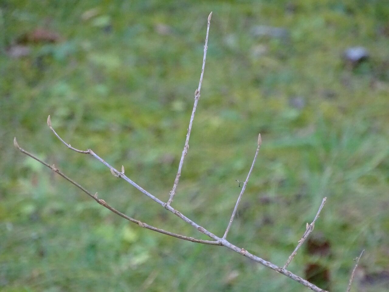 Callicarpa cathayana — search result for 'Callicarpa'