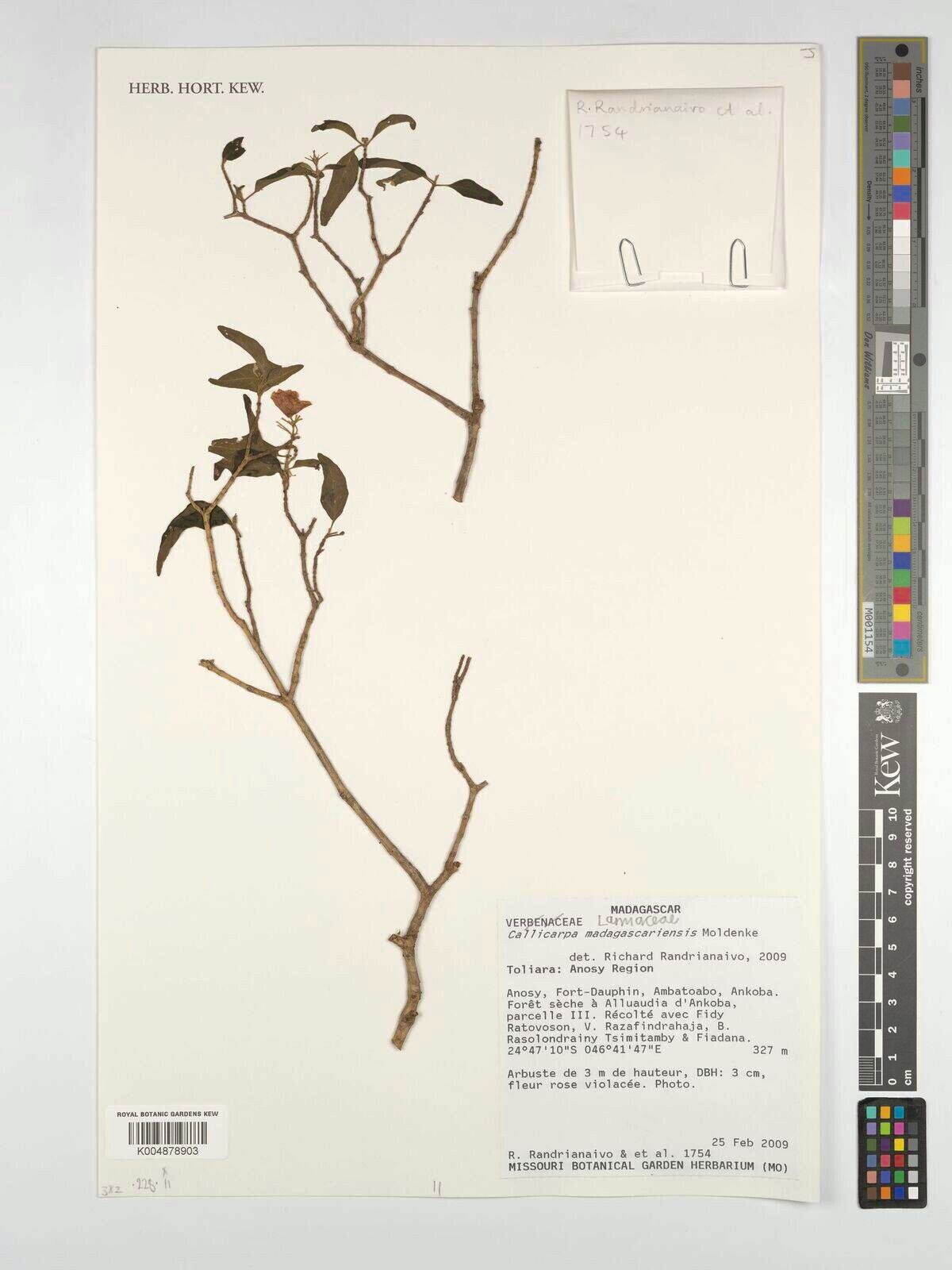 Callicarpa madagascariensis — search result for 'Callicarpa'