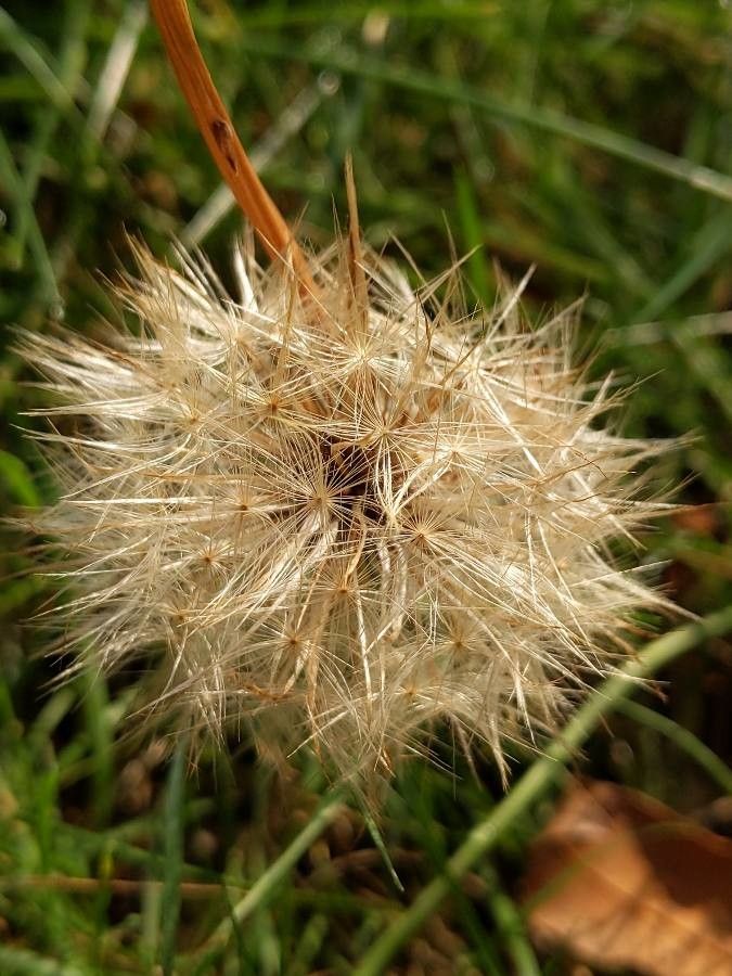 Hieracium gouanii fruit