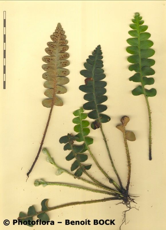 Asplenium lolegnamense — houseplant care guide