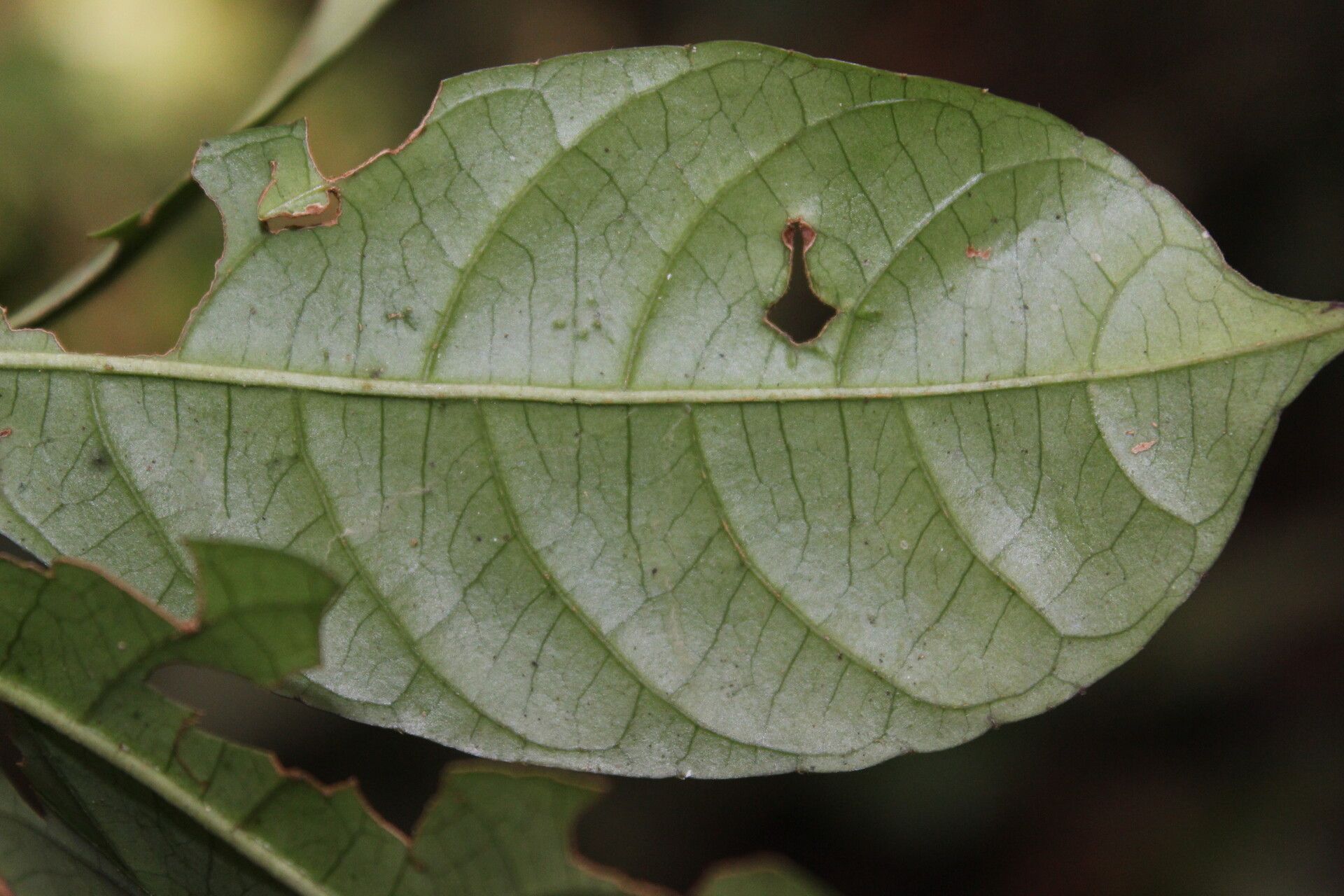 Antidesma vogelianum — houseplant care guide