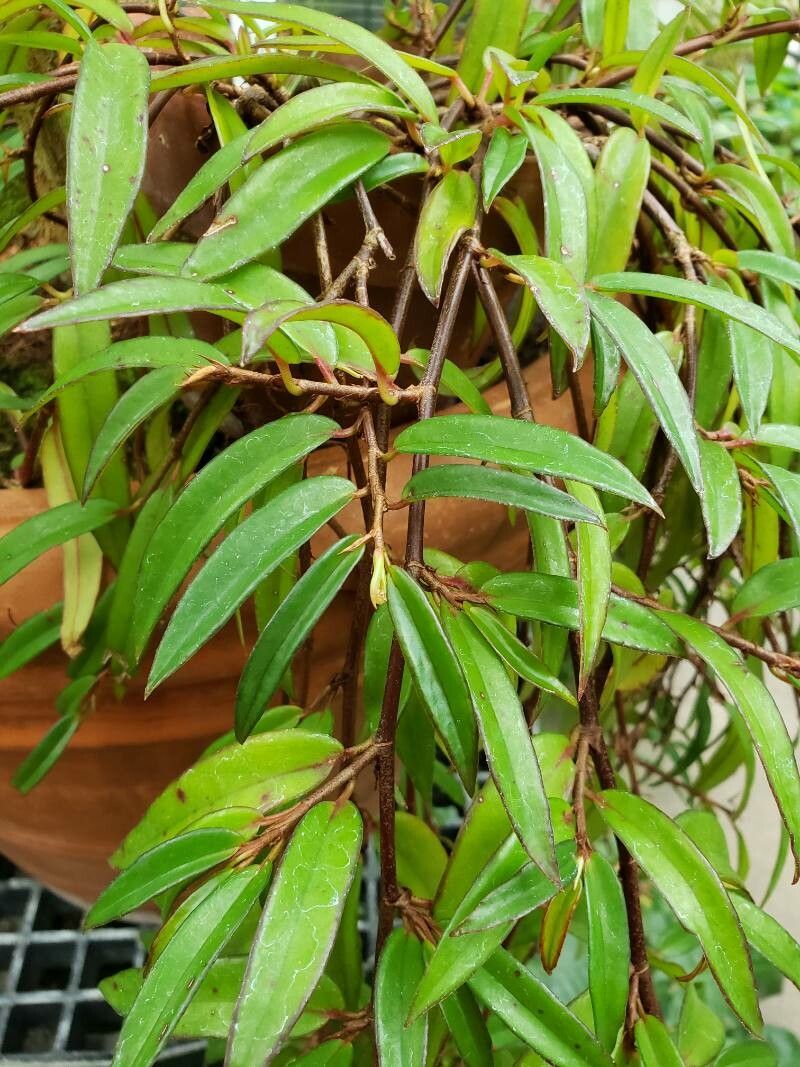 Begonia polygonoides — houseplant care guide