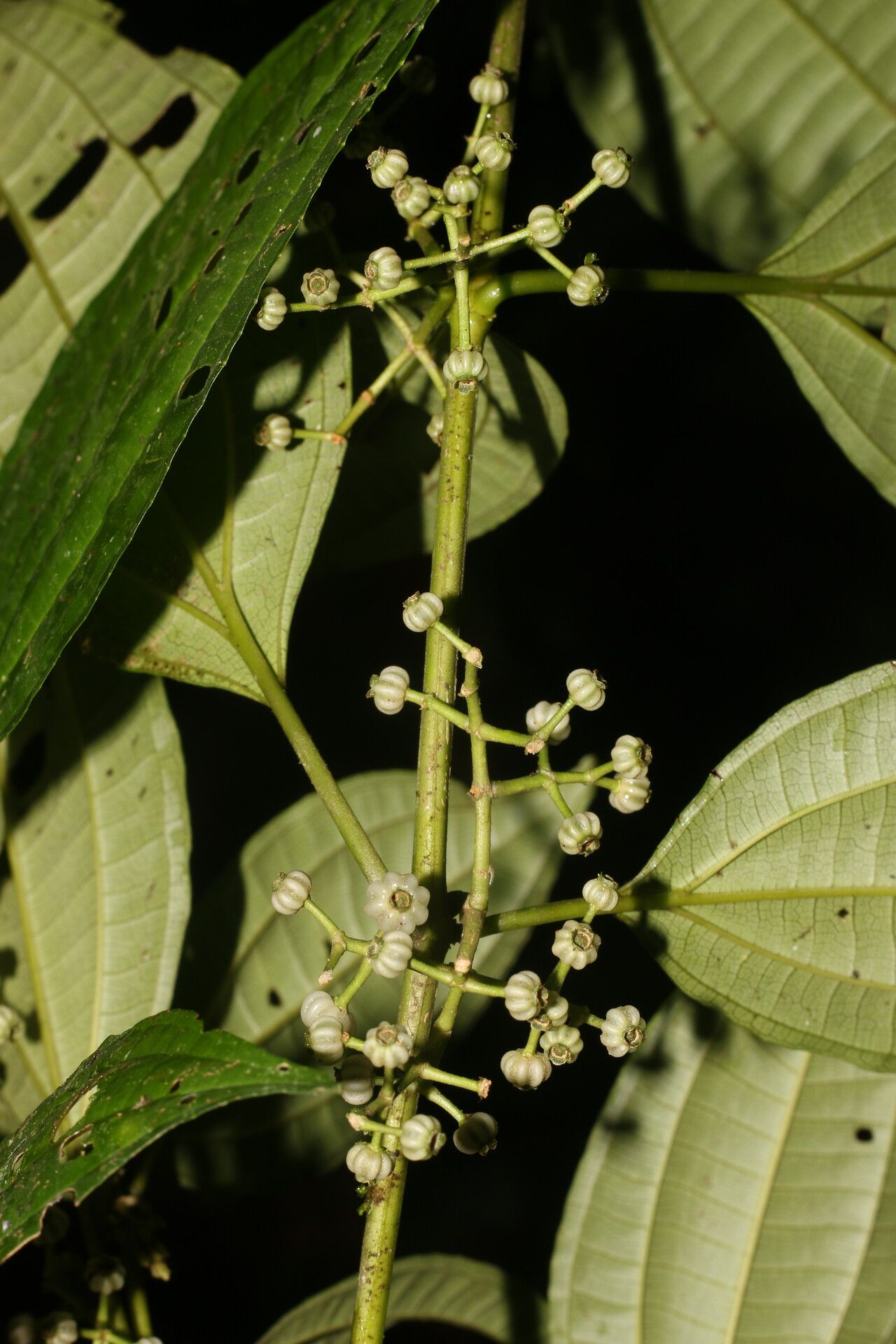 Miconia rubescens fruit